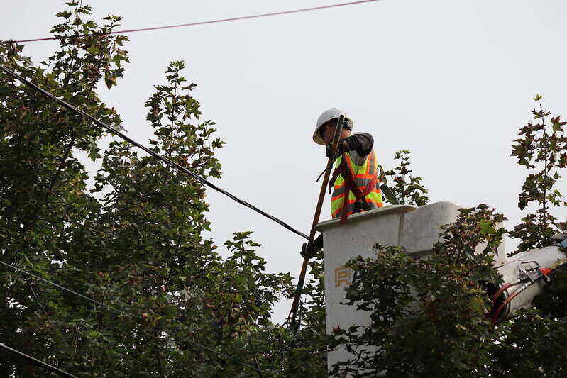 Worker in a bucket truck trimming a tree over power lines