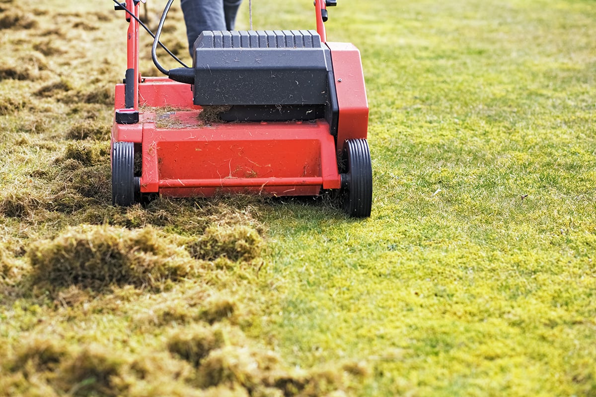 Manual dethatcher raking glass clippings