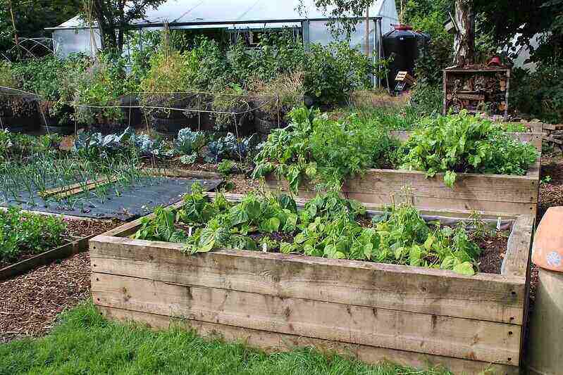 Raised garden beds made of wood with ground gardens surrounding them