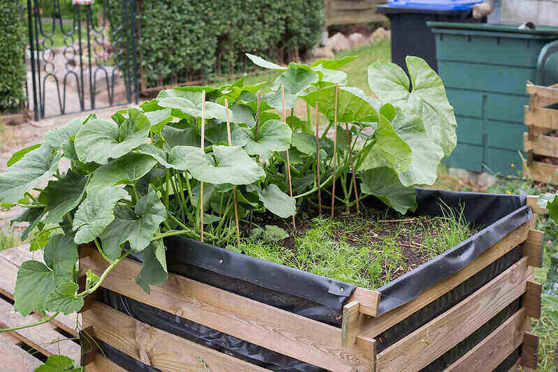 Close-up of a raised garden bed with vegetables growing