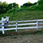 Pricing Guide: How Much Does a Split Rail Fence Cost?