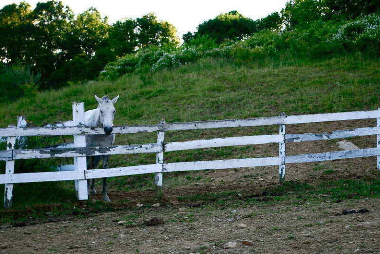 Pricing Guide How Much Does a Split Rail Fence Cost? Lawnstarter