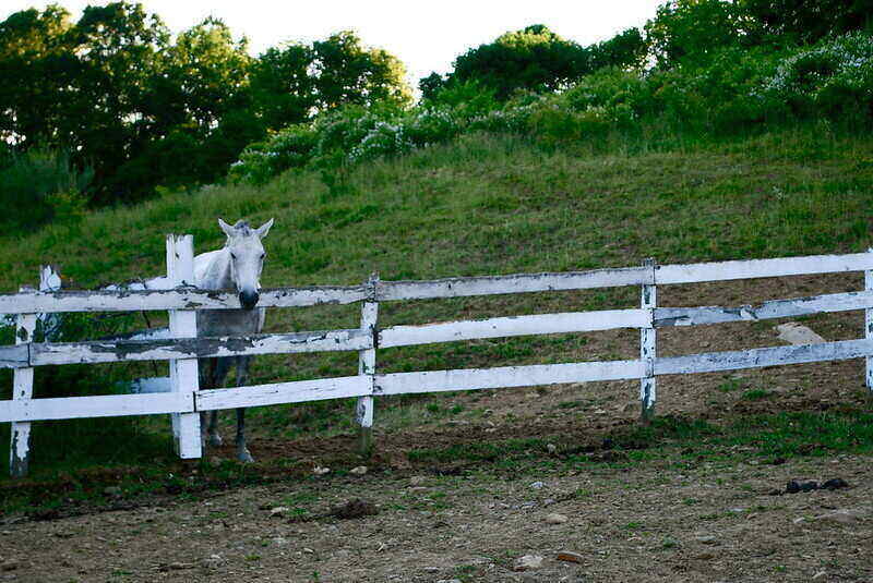 White horse standing on the inside of a white wood fence