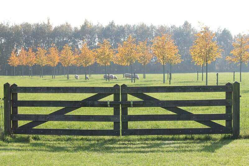 Wooden fence gate with sheep grazing in the background