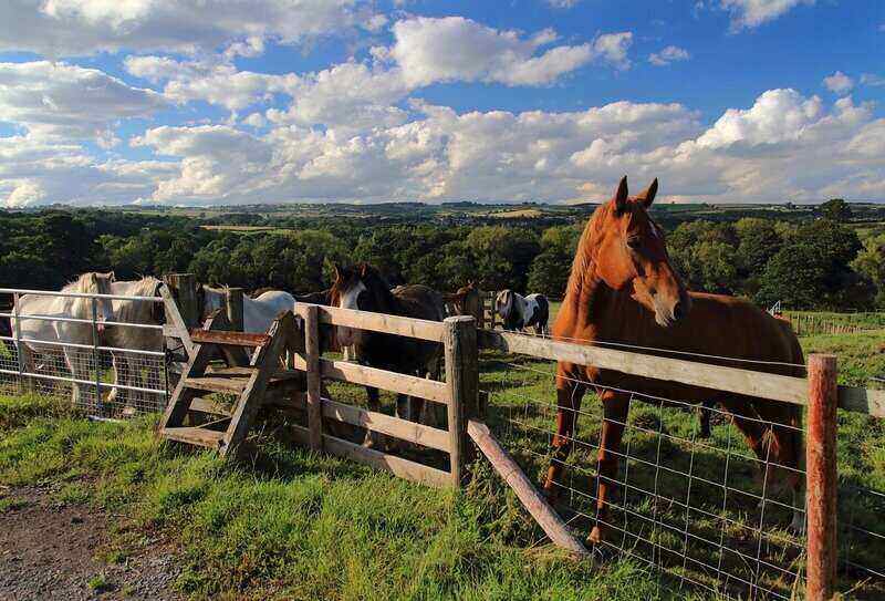 horses in a pasture and standing behind a split rail fence made of wood and metal