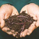 5 Best Compost Bins of 2021 [Reviews]