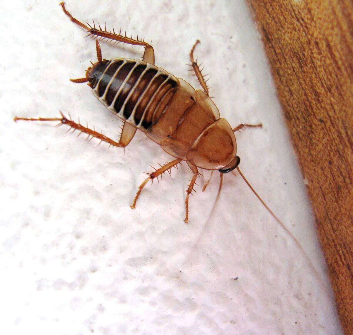 8 Types Of Cockroaches Found In The Home Lawnstarter 