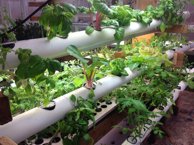 hydroponic plants growing in rows and columns