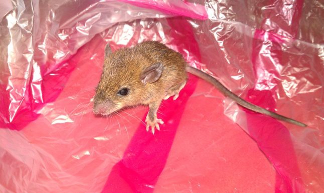 Brown mouse sitting on plastic