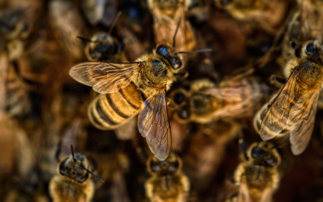 closeup of beehive