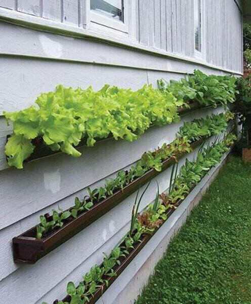 recycled gutters holding plants installed on a wall