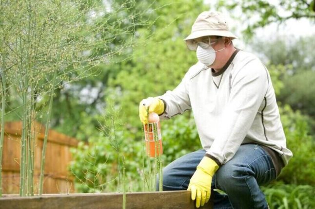 Man in safety googles and mask spraying pesticide in raised garden bed