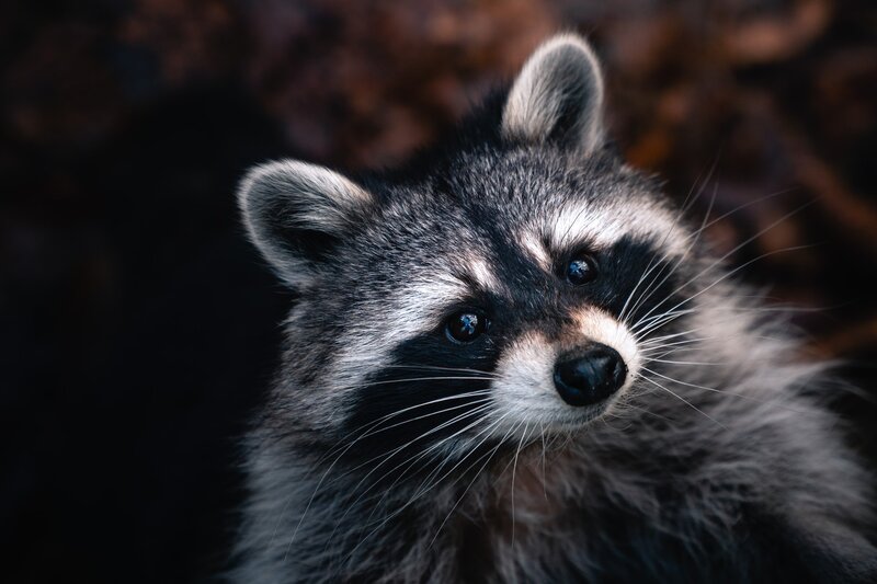 close up of racoon face