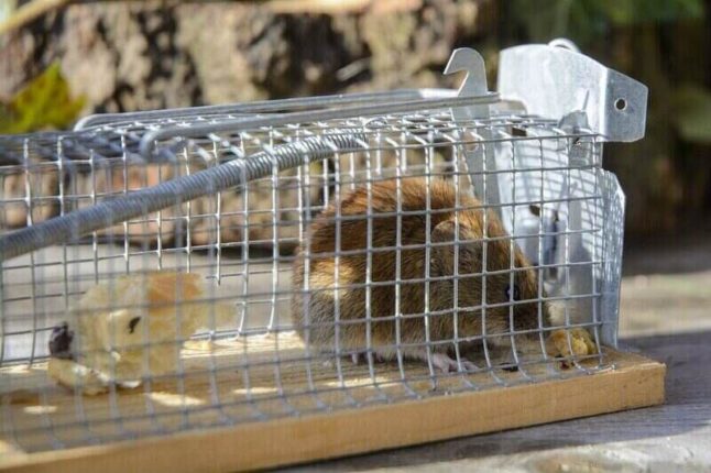 mouse caught in mouse trap