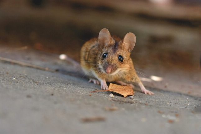 mouse on concrete with leaf