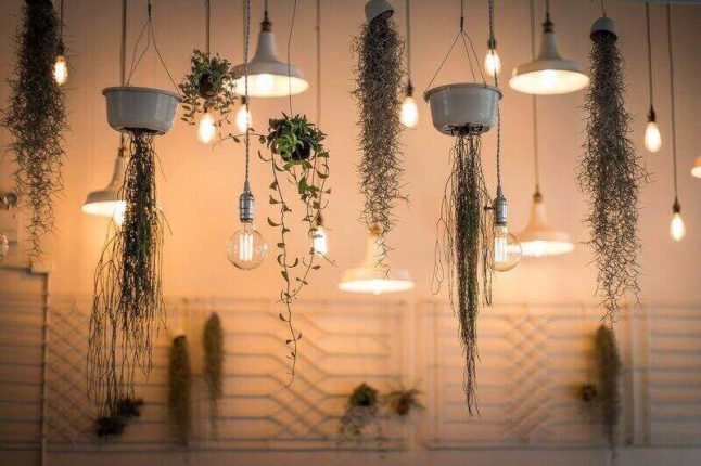 moss and various plants hanging from planters in ceiling