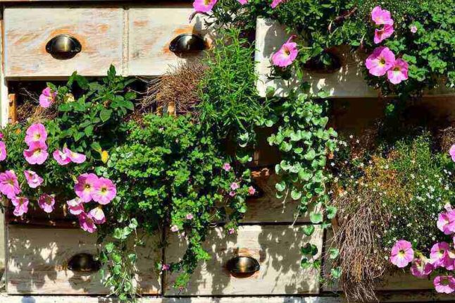 repurposed drawers holding petunias