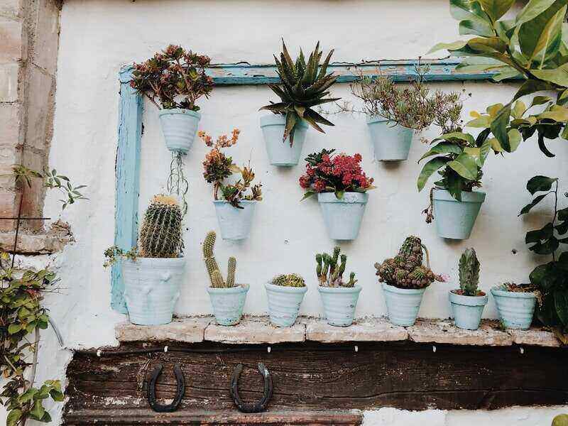 potted succulents hanging on wall