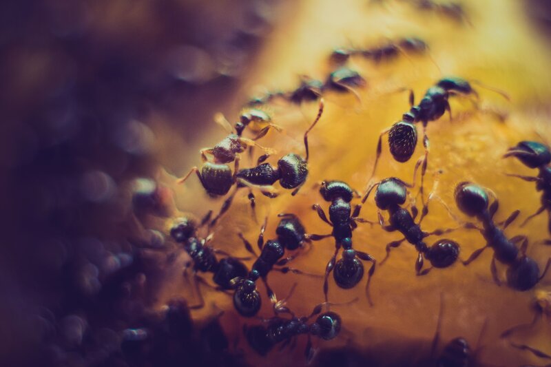 closeup of army of ants