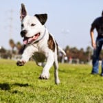 2024’s Best Dog Park Cities