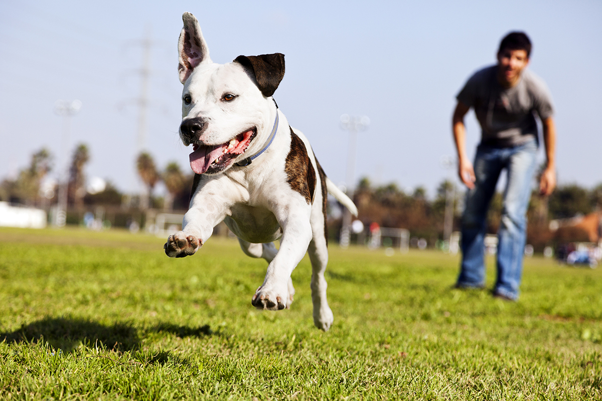 dog leaping in grassy field with guy in background