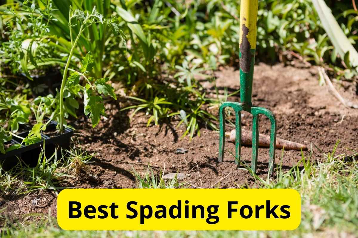 garden forks at a garden with text overlay on it