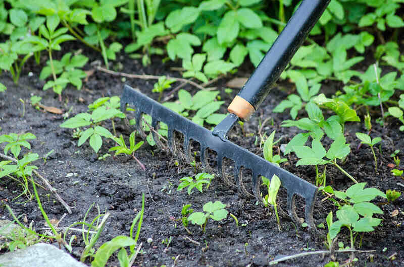 closeup of garden rake raking through soil and weeds