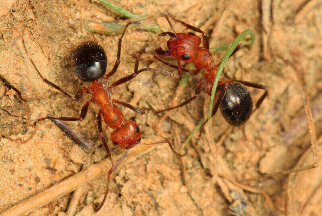 closeup of alleghany mound ants