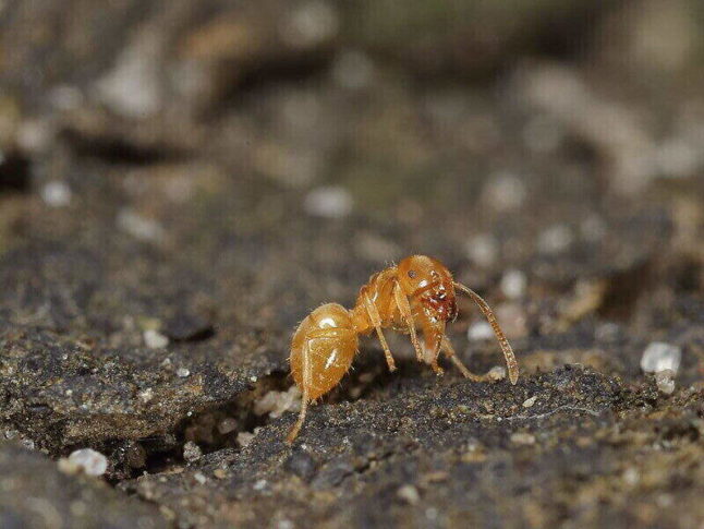 closeup of yellow ant
