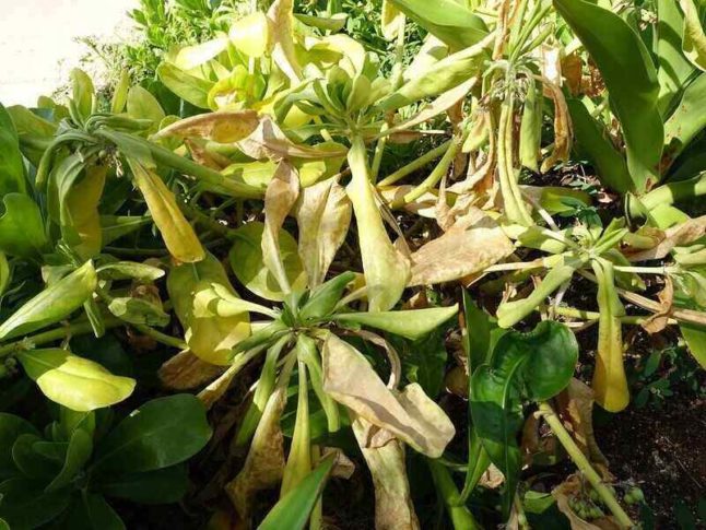 close up of Verticillium wilt on plant