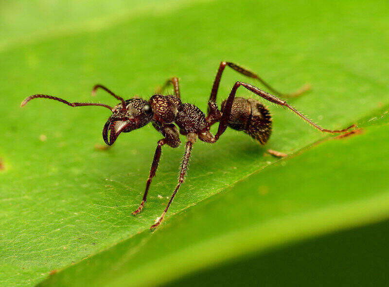closeup of ant on green leaf