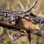 7 Ash Tree Diseases and How to Treat Them