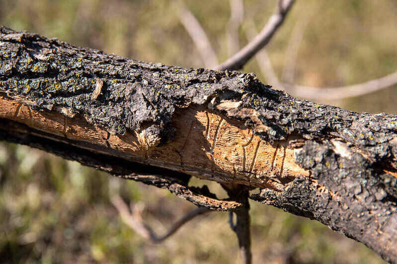 closeup of emerald ash borer in tree branch