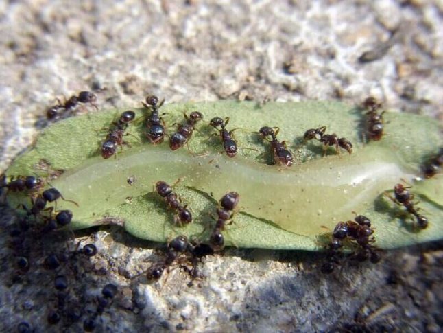 pavement ants feeding on honey