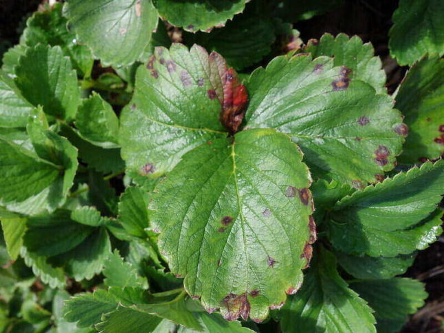 closeup of Mycosphaerella leaf spot on strawberry plant