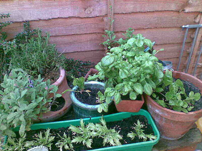 container garden with herbs and produce