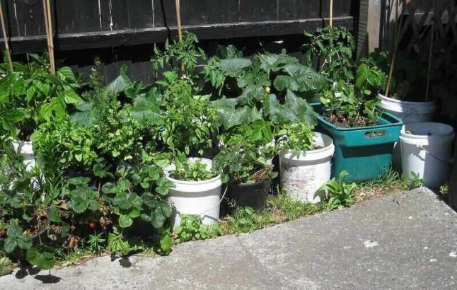 different vegetables in various containers of a container garden