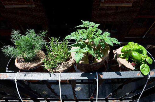 herbs in small containers hanging off the side of a balcony railing