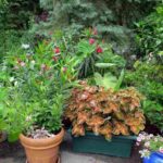 A Guide to Container Gardening