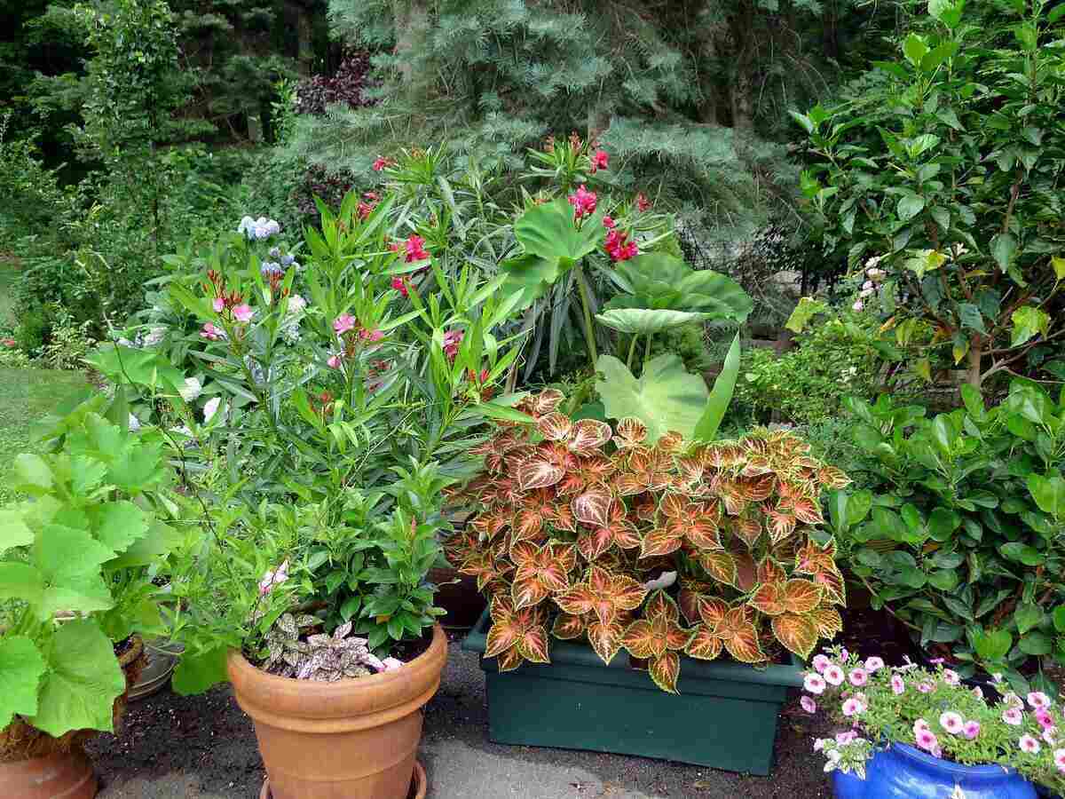 container garden with various platns and using various pots
