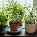 A Guide To Growing Herbs Indoors 