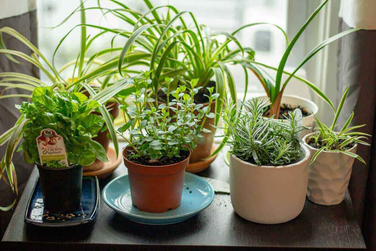 small indoor container herb garden