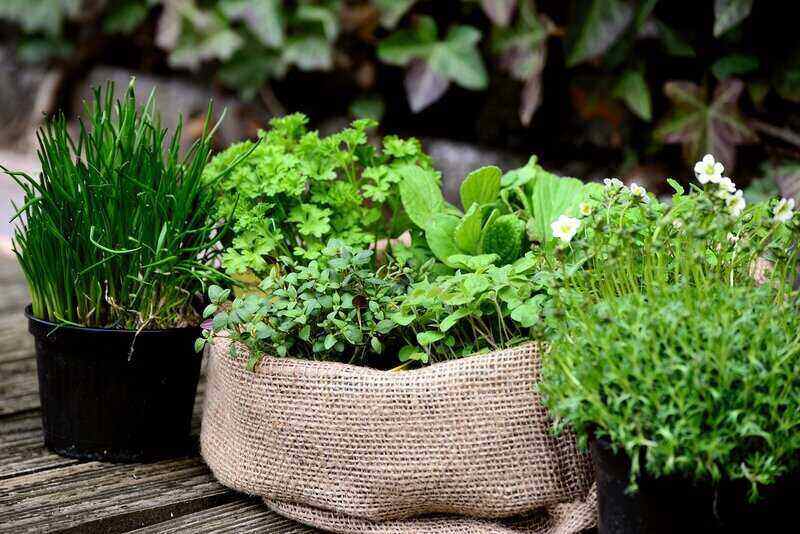 herbs in burlap and small containers sitting outside
