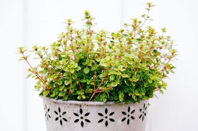 container full of fresh thyme