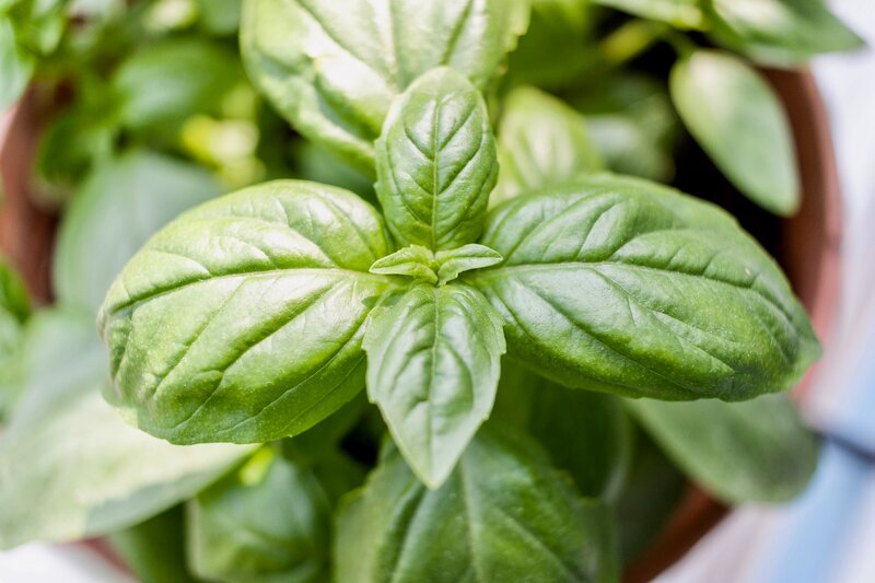 close-up of basil