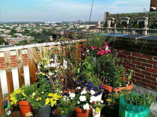 vibrant and healthy plants in containers on a balcony