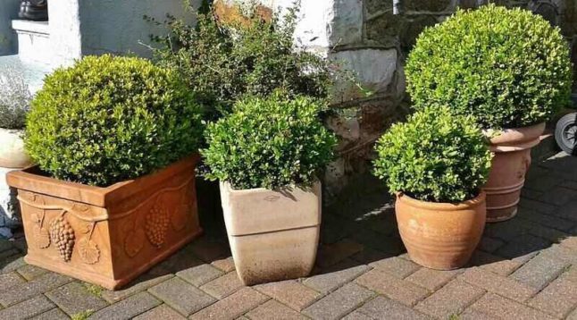 various sized and shaped containers holding boxwood shrubs