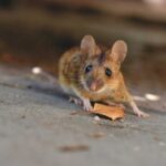 Pricing Guide: How Much Does a Mouse Exterminator Cost?