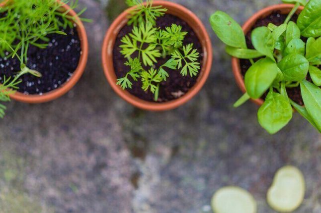 small container garden with parsley in the middle