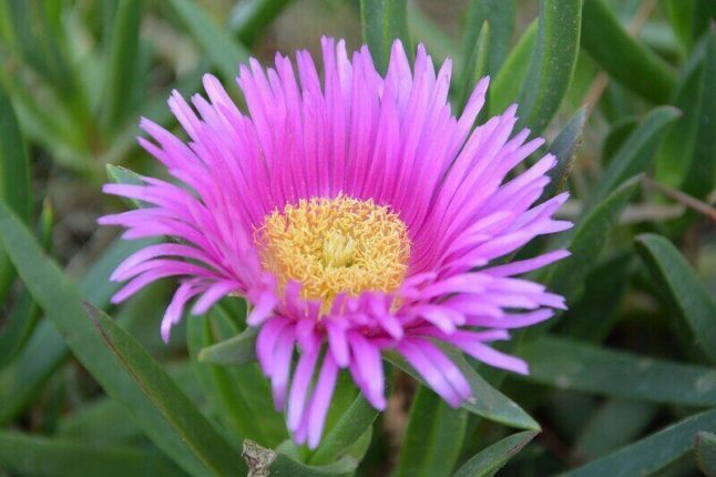 Delosperma, aka ice plant, is a succulent with a beautiful flower that has gradient hues. This one has purple pink petals with a yellow center.